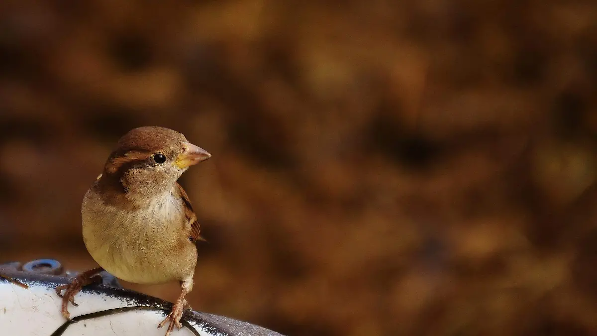 sparrow-2144964_1920