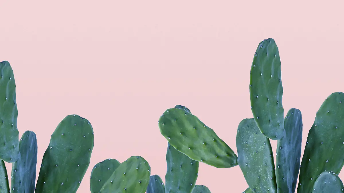 cactus-border-on-pink-background (2)