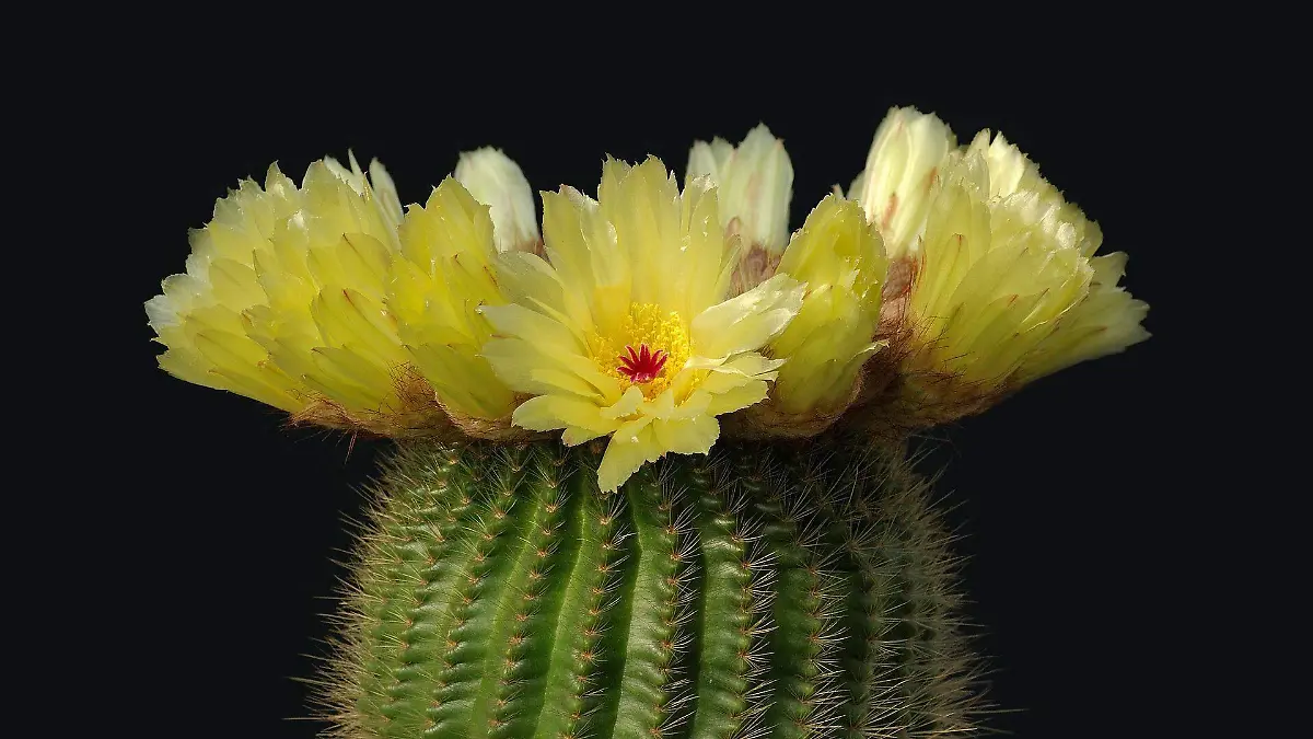 3_CACTUScactus-67547_1920