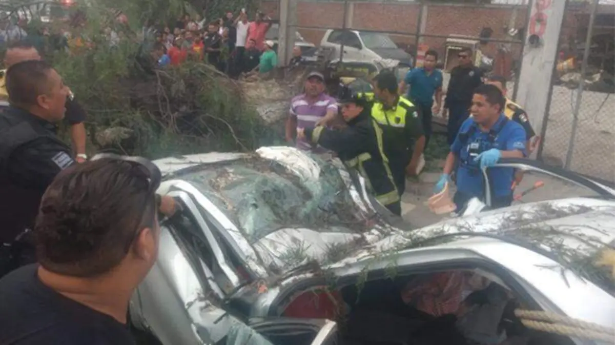 cae-arbol-un-muerto-1