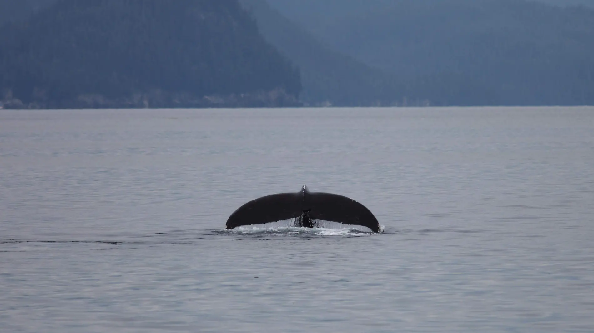 humpback-whale-fluke-in-the-sea-in-alaska