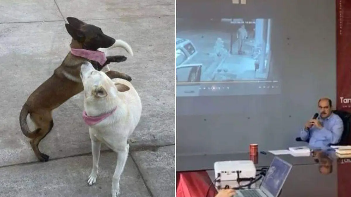 Bubba y Canela Edil de Tangancícuaro mata a balazos a dos perritas; argumenta defensa propia