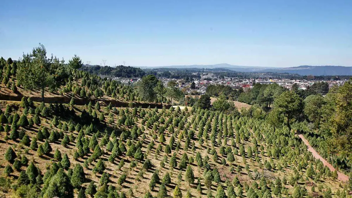 bosque ciclo verde 2
