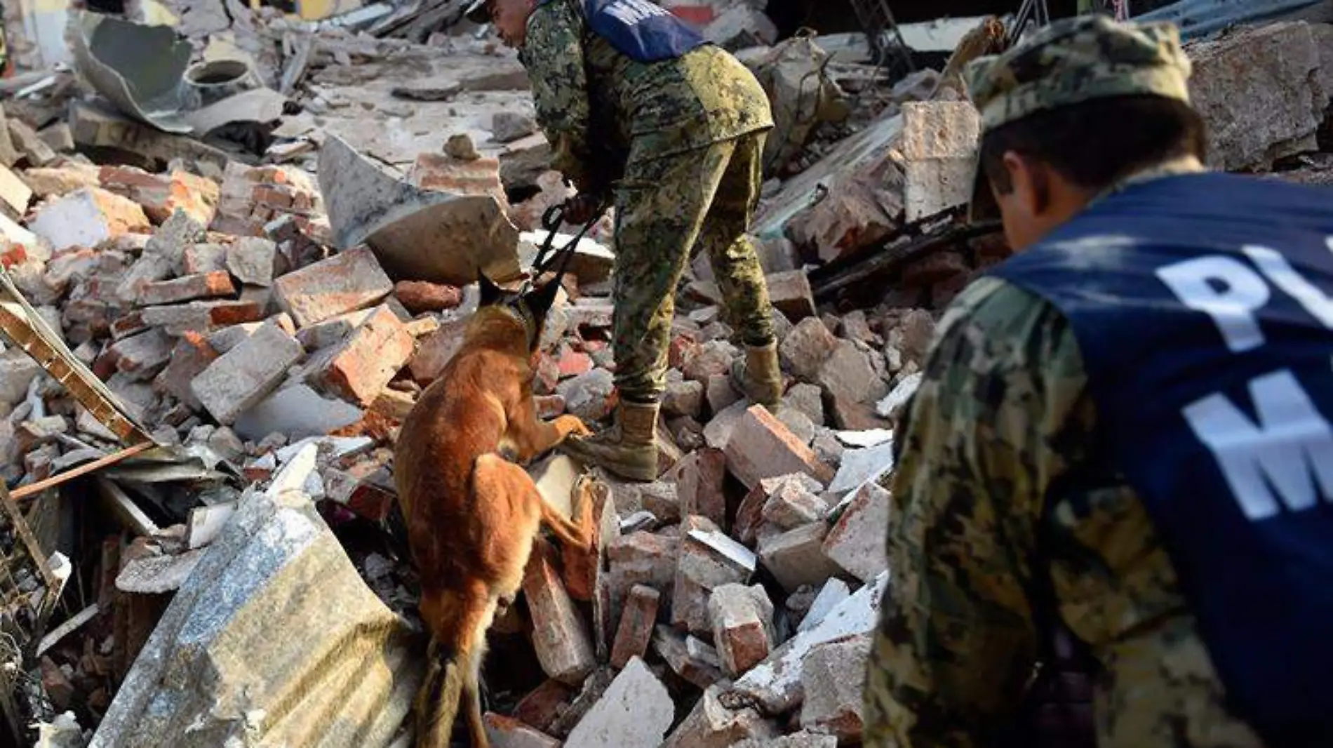 semar-sismo-perros-oaxaca-rescate-3