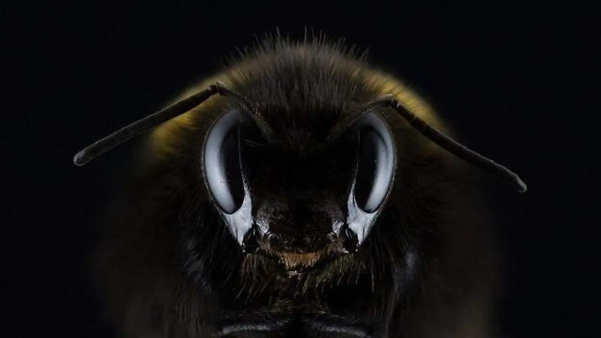 abejas