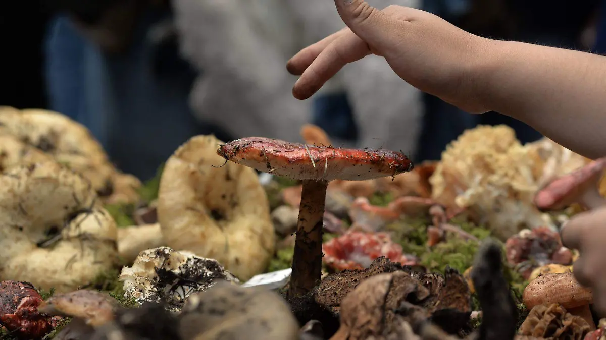 Copia de 5_HONGOScuartoscuro_666524_digital