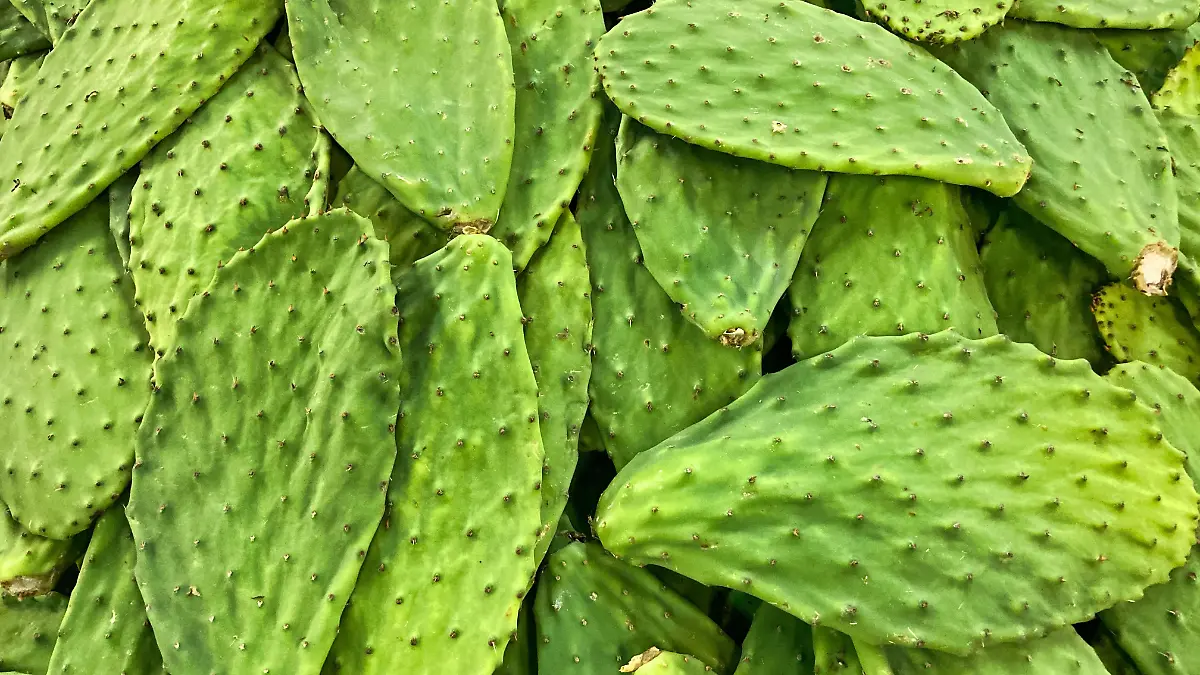 acton-crawford-IBFg0bNRDz8-unsplash (1) (1)