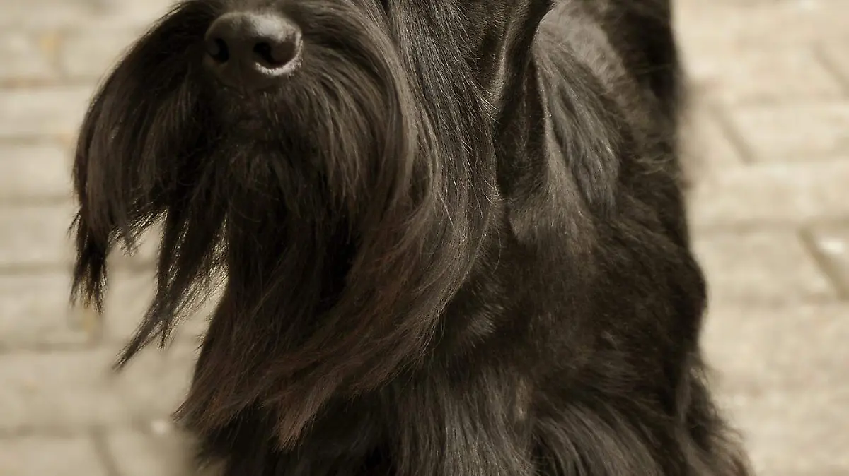 scottish-terrier-2835792_1920