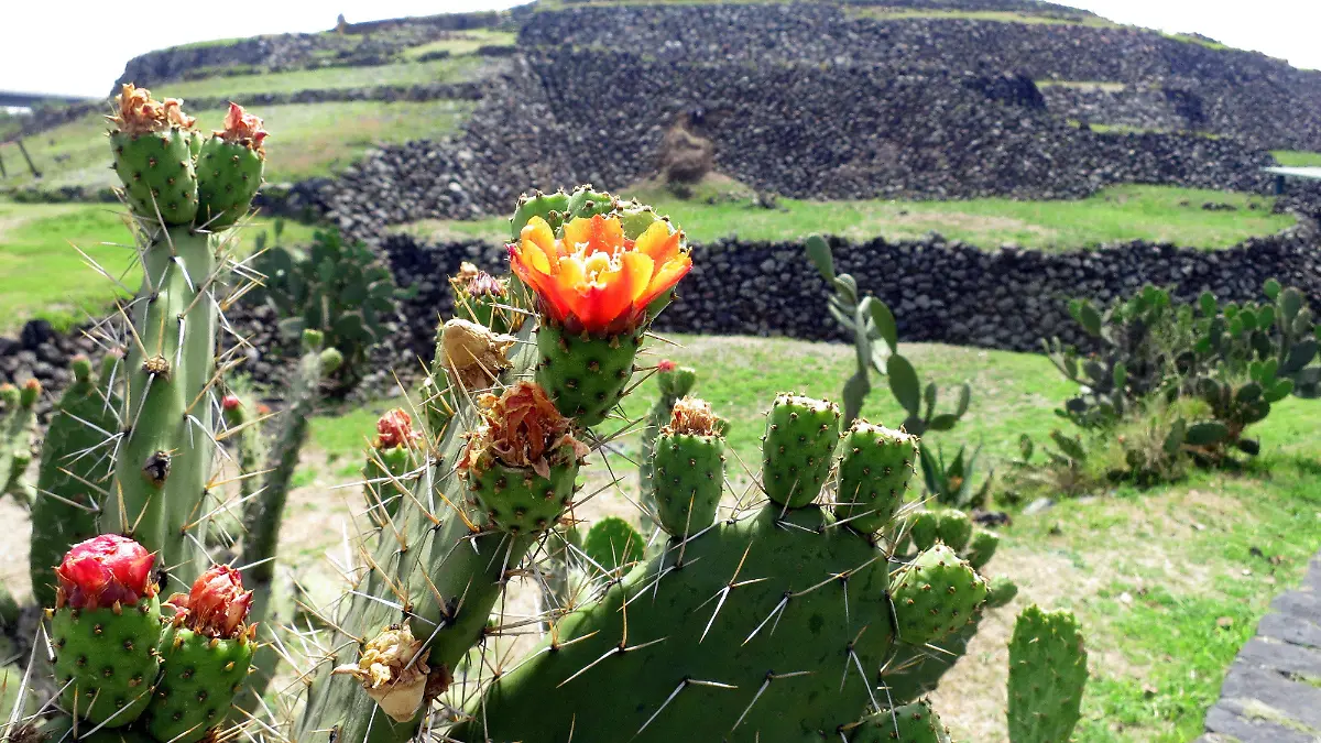 Pirámide de Cuicuilco