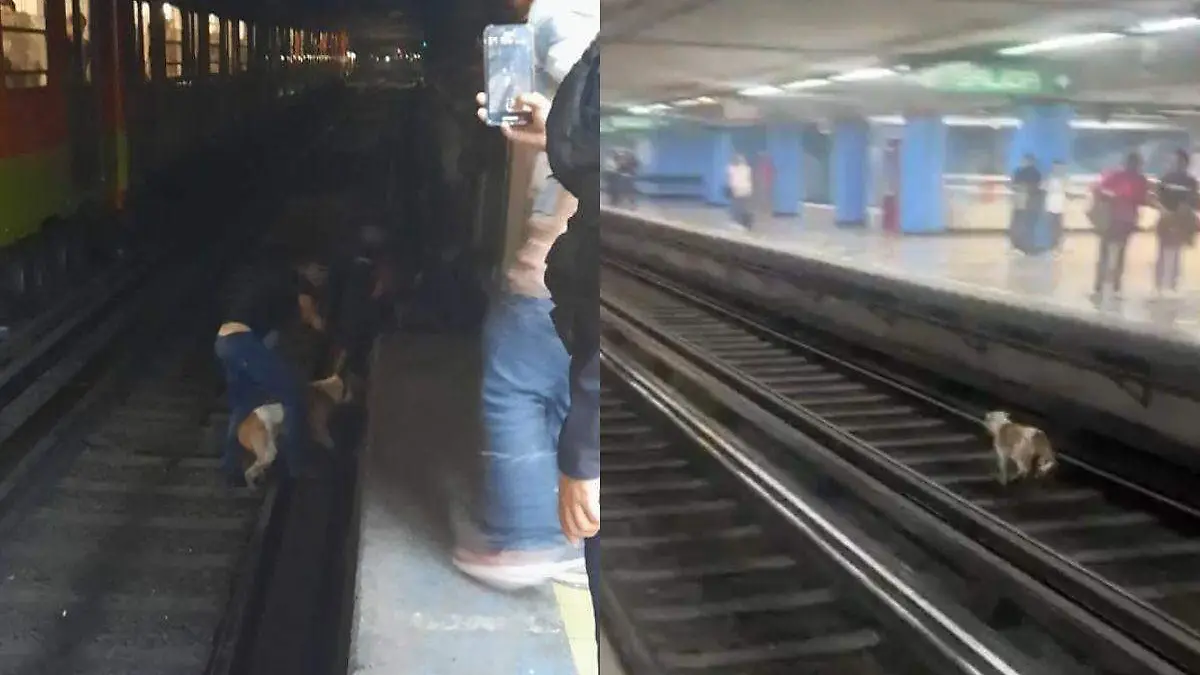 perrito metro