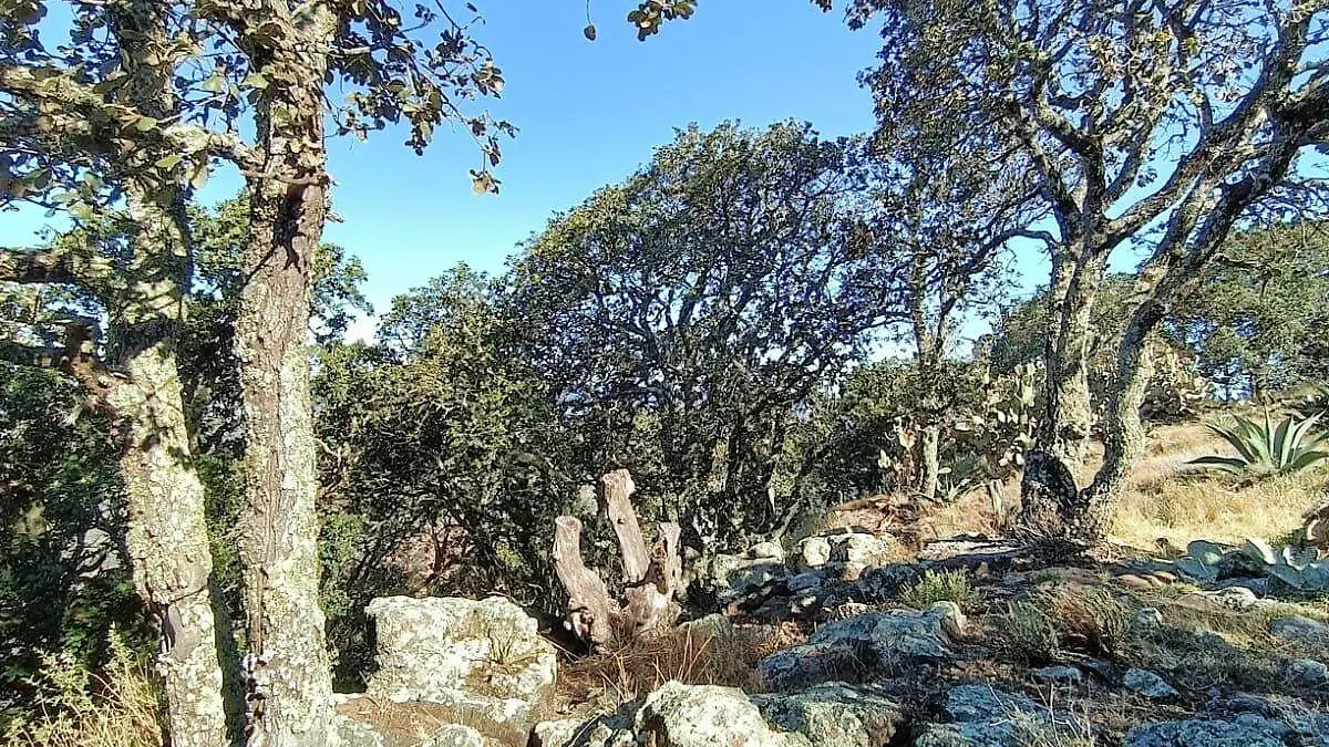 SIERRA DE LOBOS FCO CARMONA(6) (1)