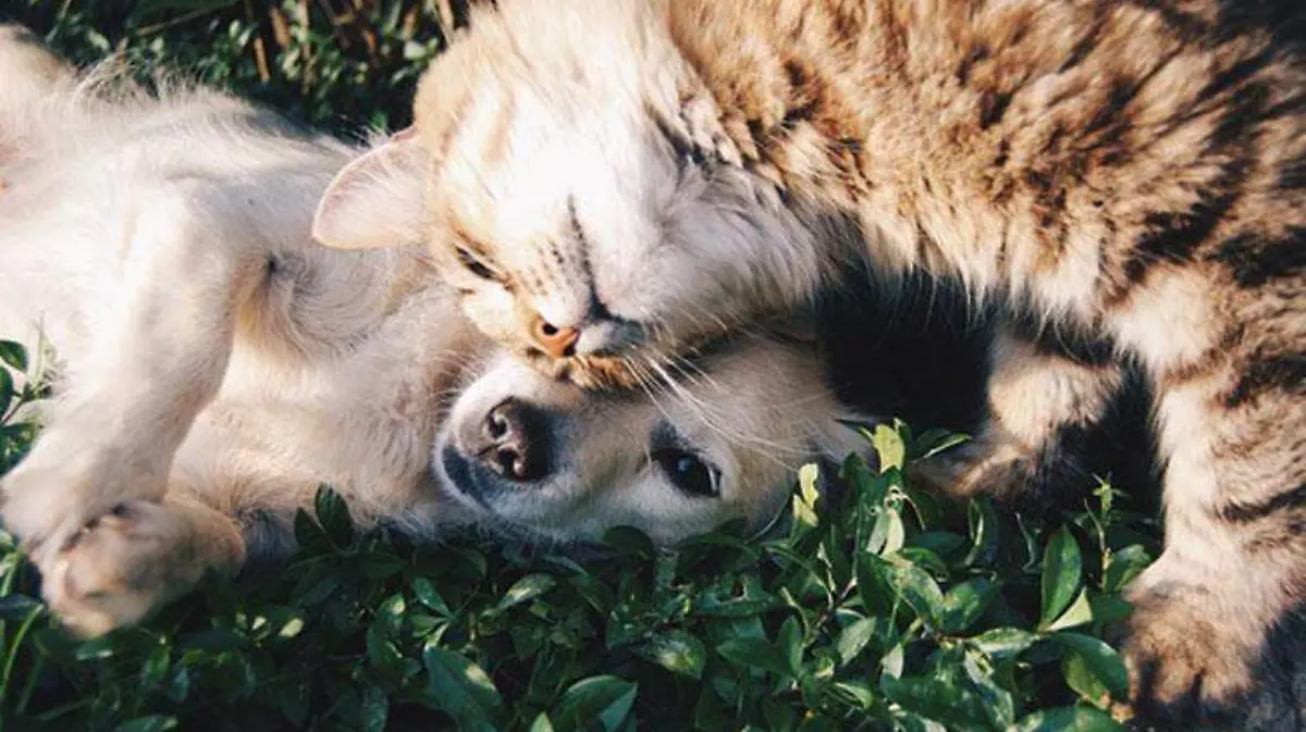 perros-gatos-invierno