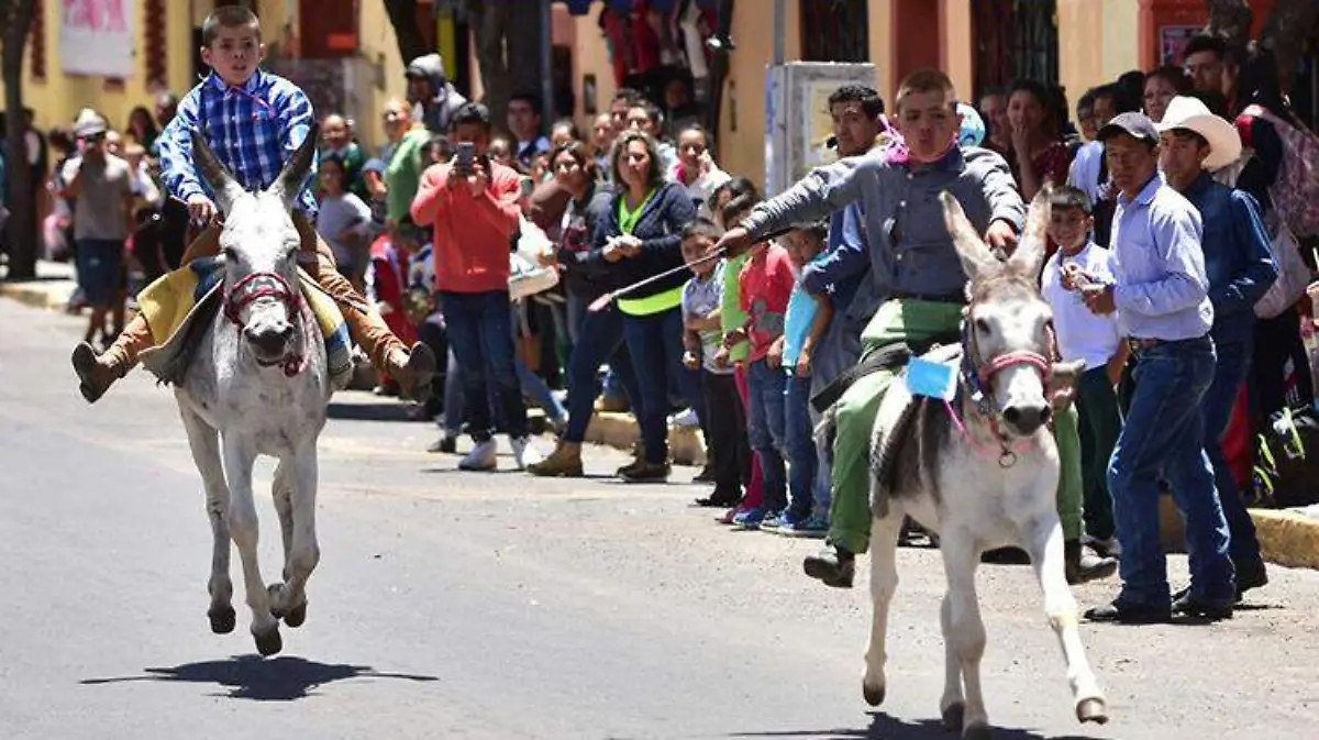 tlaxcala-burros