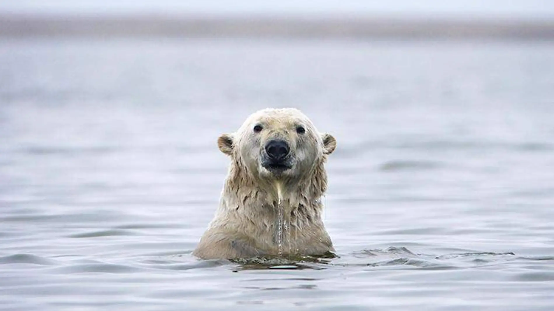 artico-osopolar-oceanoderretido