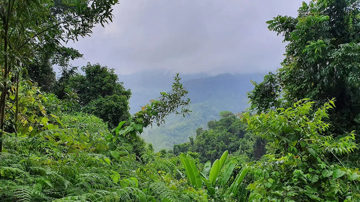 jungle-g5c6bcb265_1920