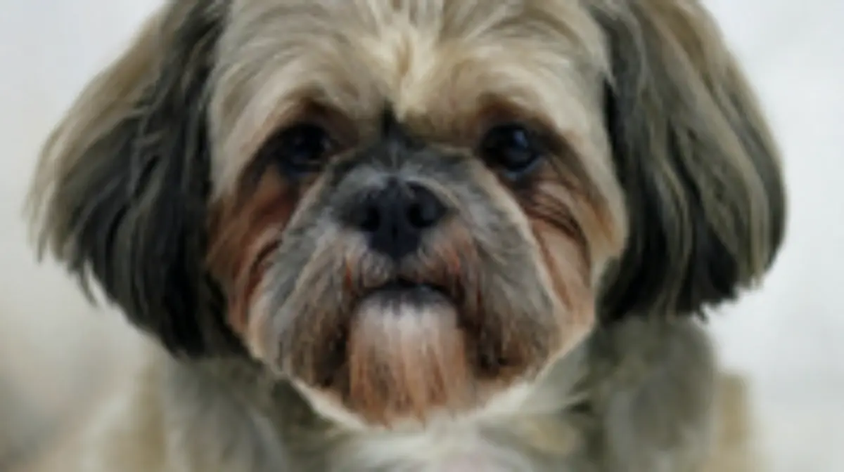 Shih Tzu