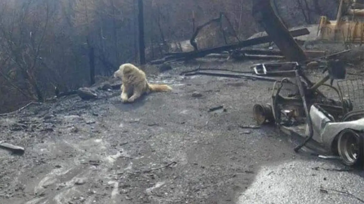 perro-incendio