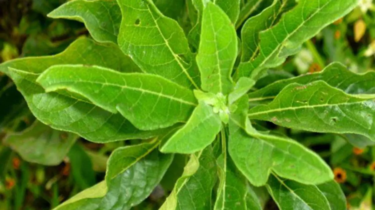 planta