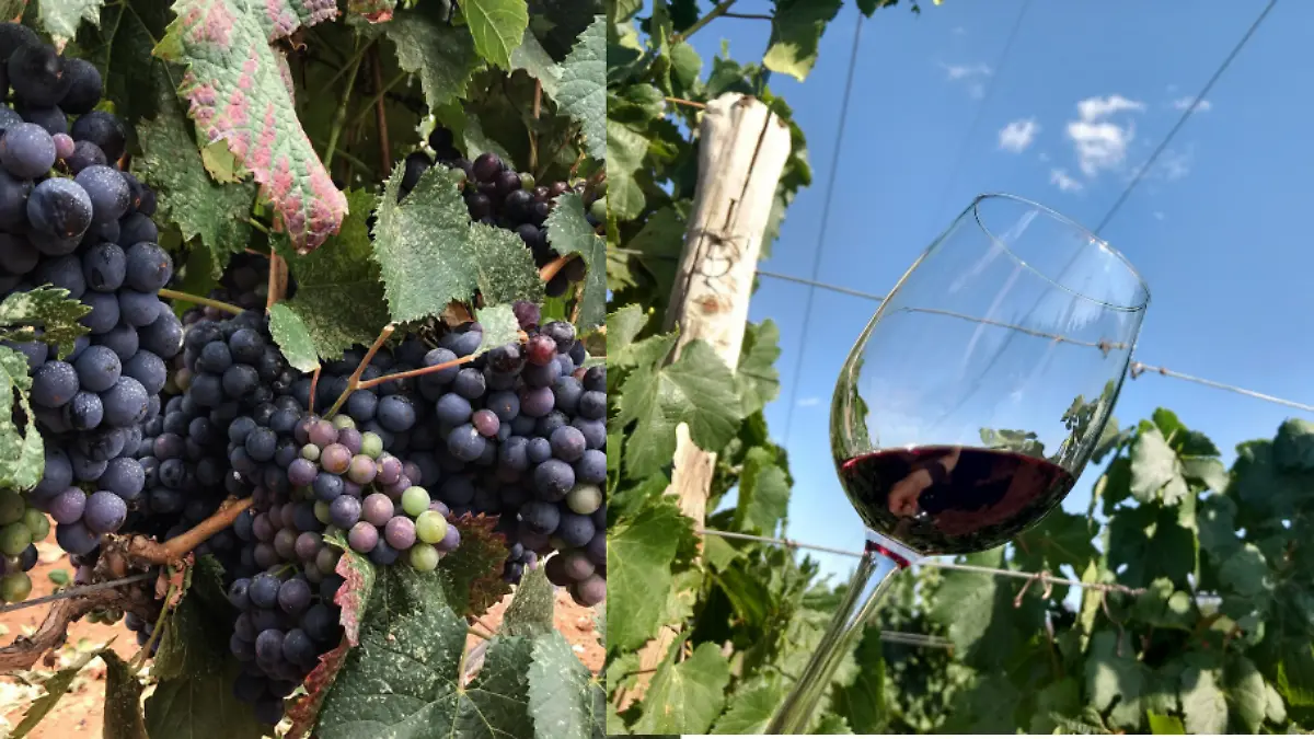 Viñedo Tierra Adentro