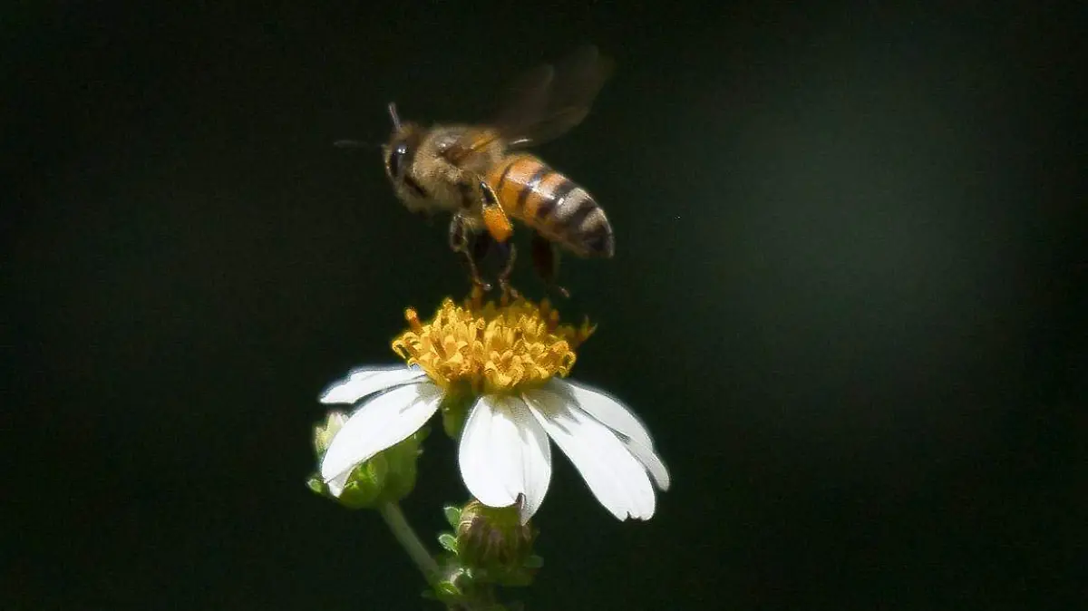 Campeche_Abeja-2