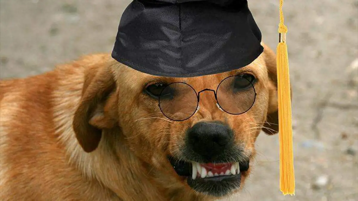 perro-educacion-graduado