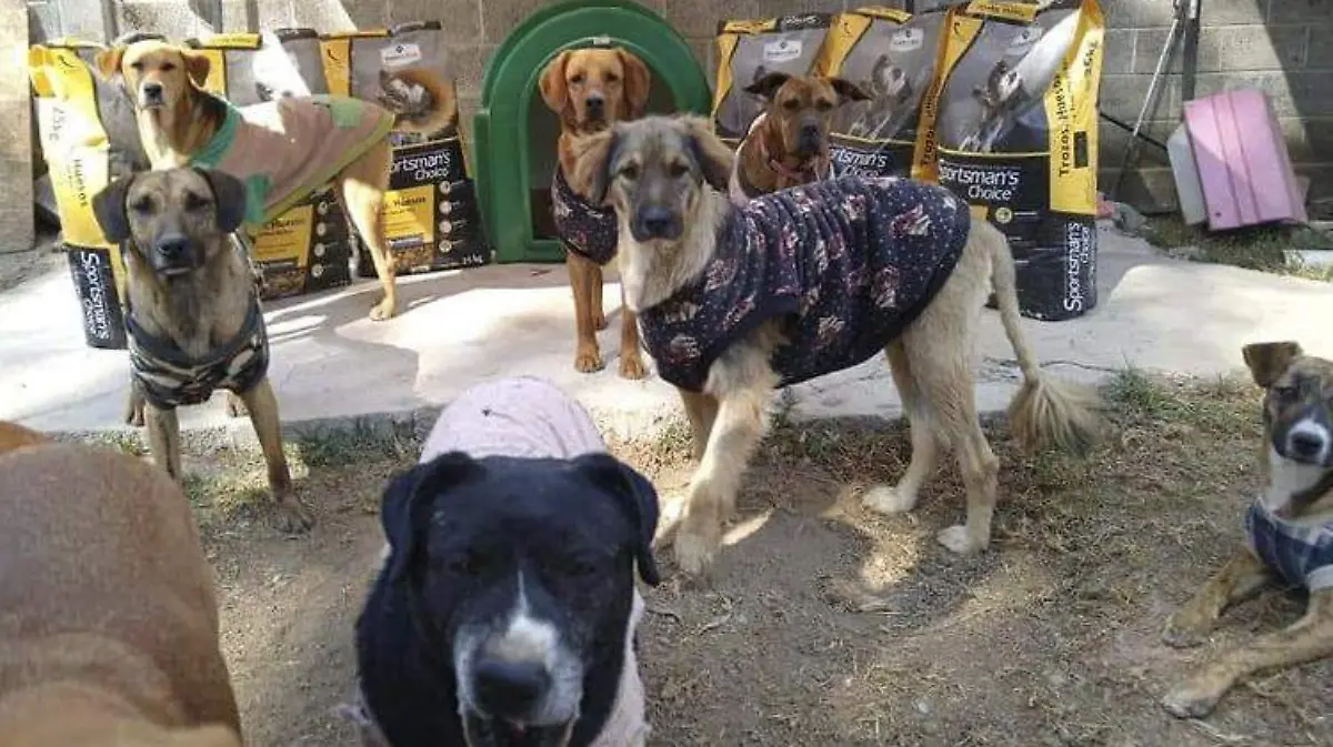 perros