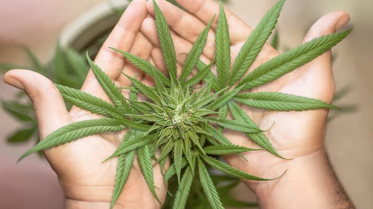 El uso de la cannabis como potenciador sexual, ¿mito o realidad?