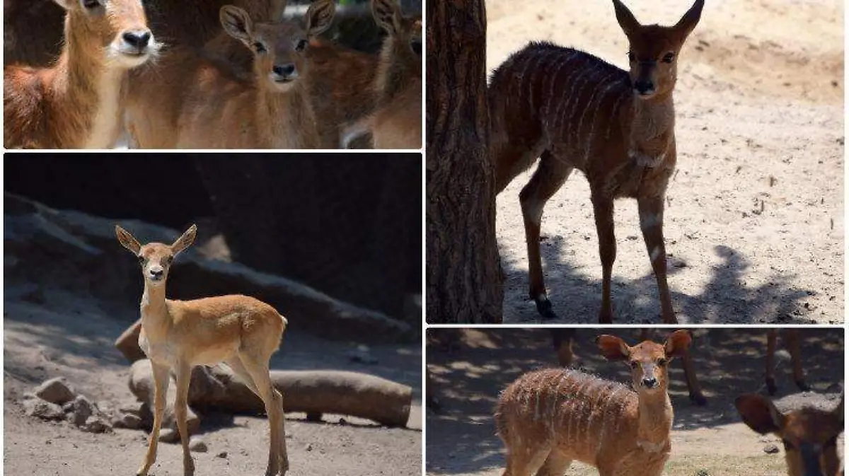 ANTILOPES