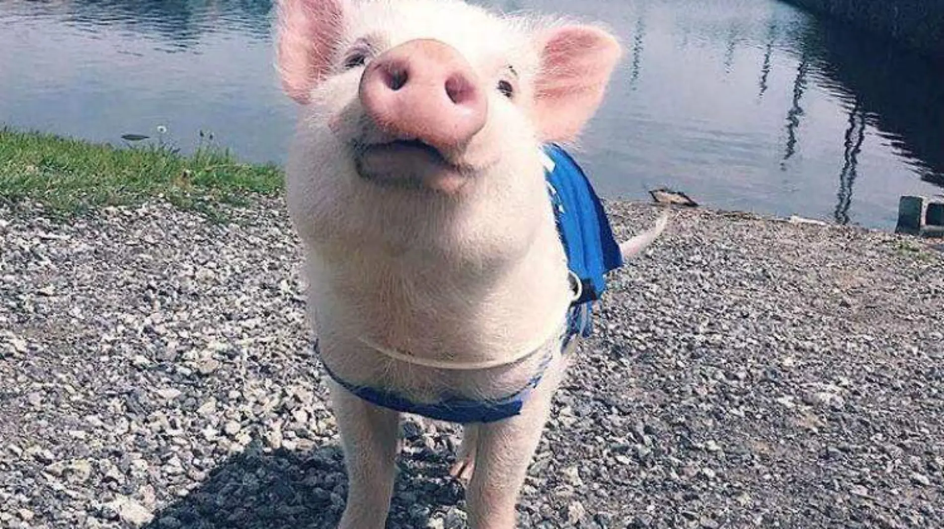 minipig