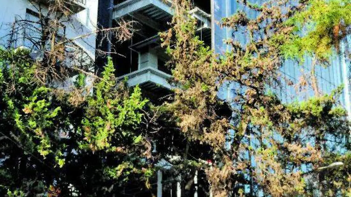 Edificio Porfirio Diaz 66