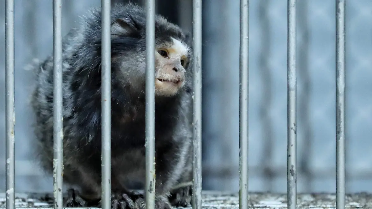 zoologico de chapultepec-hospital veterinario-rescates-decomisados-cuarentena-01