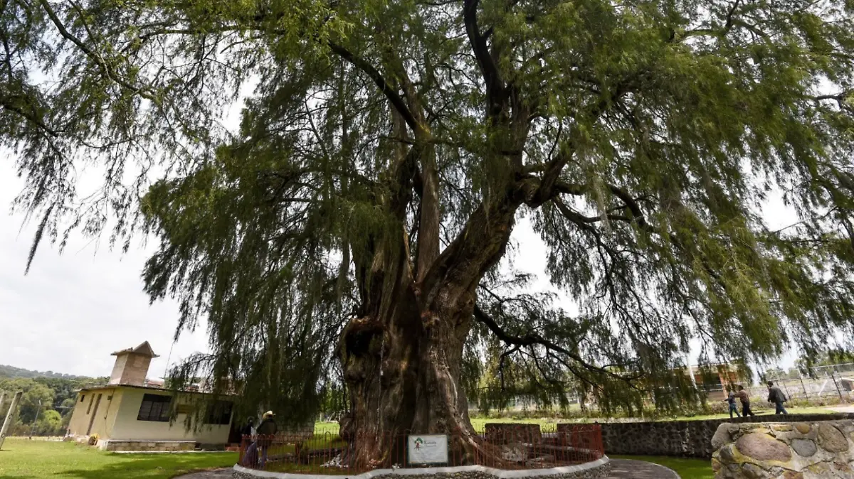 Un ahuehuete, el árbol nacional de México, podría reemplazar a la palma en Reforma