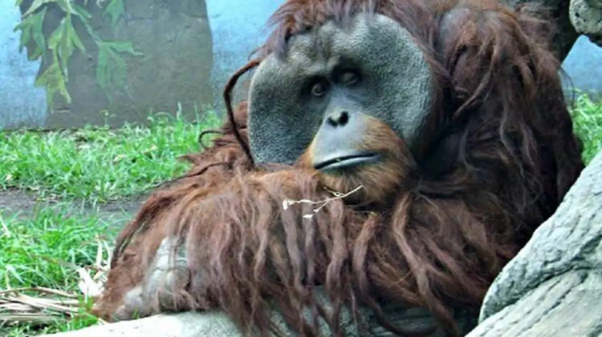 Toto el orangutan