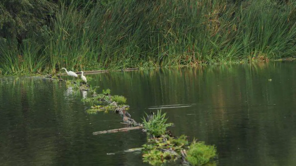 Humedales Xochimilco 2