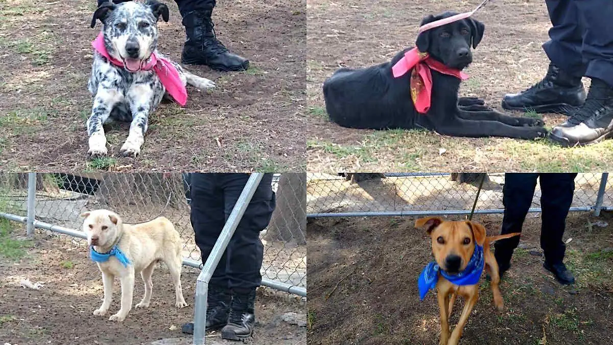 collage perritos @Alc_Tlahuac