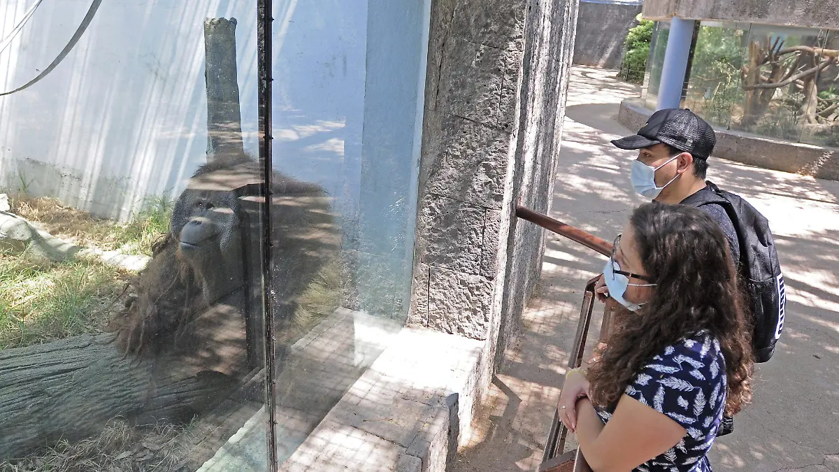 ORANGUTAN-CHAPULTEPEC-TOTO-adrian vazquez archivo (1)