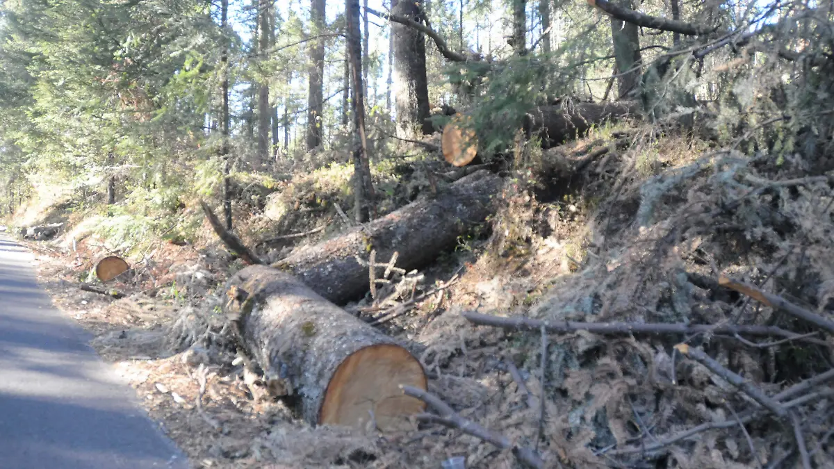 Tala de arboles ajusco2