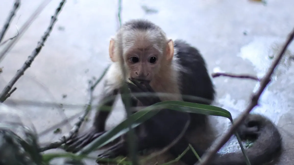 zoologico de chapultepec-hospital veterinario-rescates-decomisados-cuarentena-07
