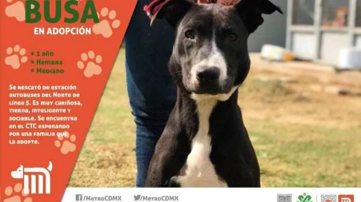 lomitos-perritos (1)