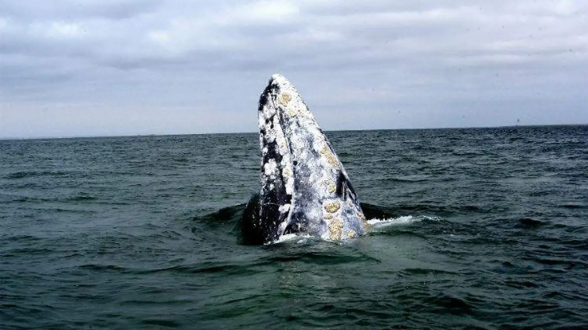 Ballena-turismo-temporada