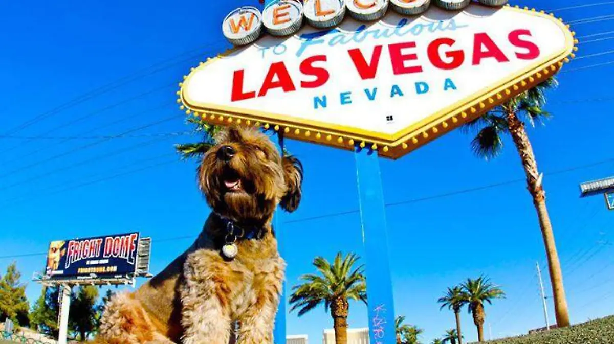 perritos las vegas