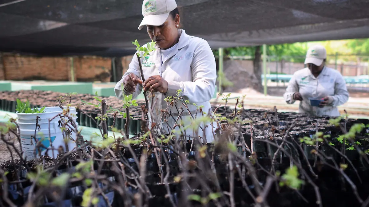 Vivero Reforestacion militar