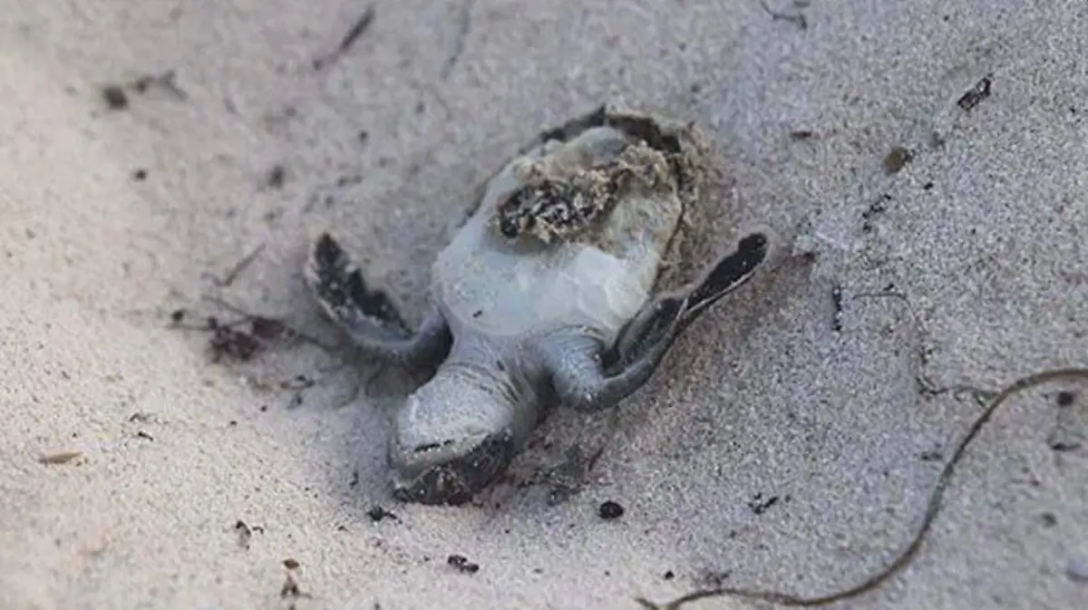 Tortugas mueren por sargazo