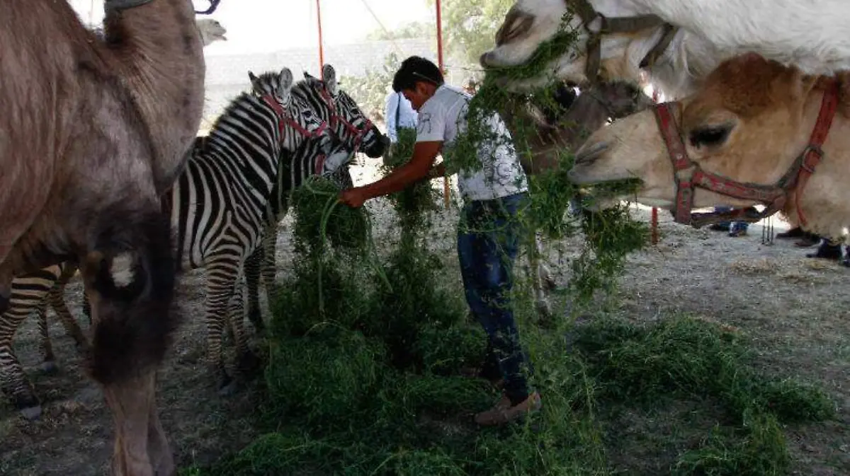 Animales_Circo-11_2