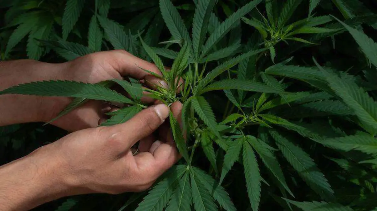 SCJN declara inconstitucional prohibir el uso industrial de la marihuana