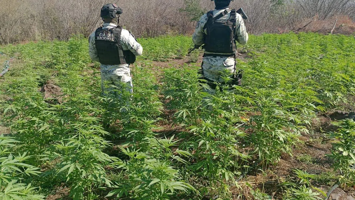 FOTO CORTESÍA TW @GN_MEXICO_ (1)