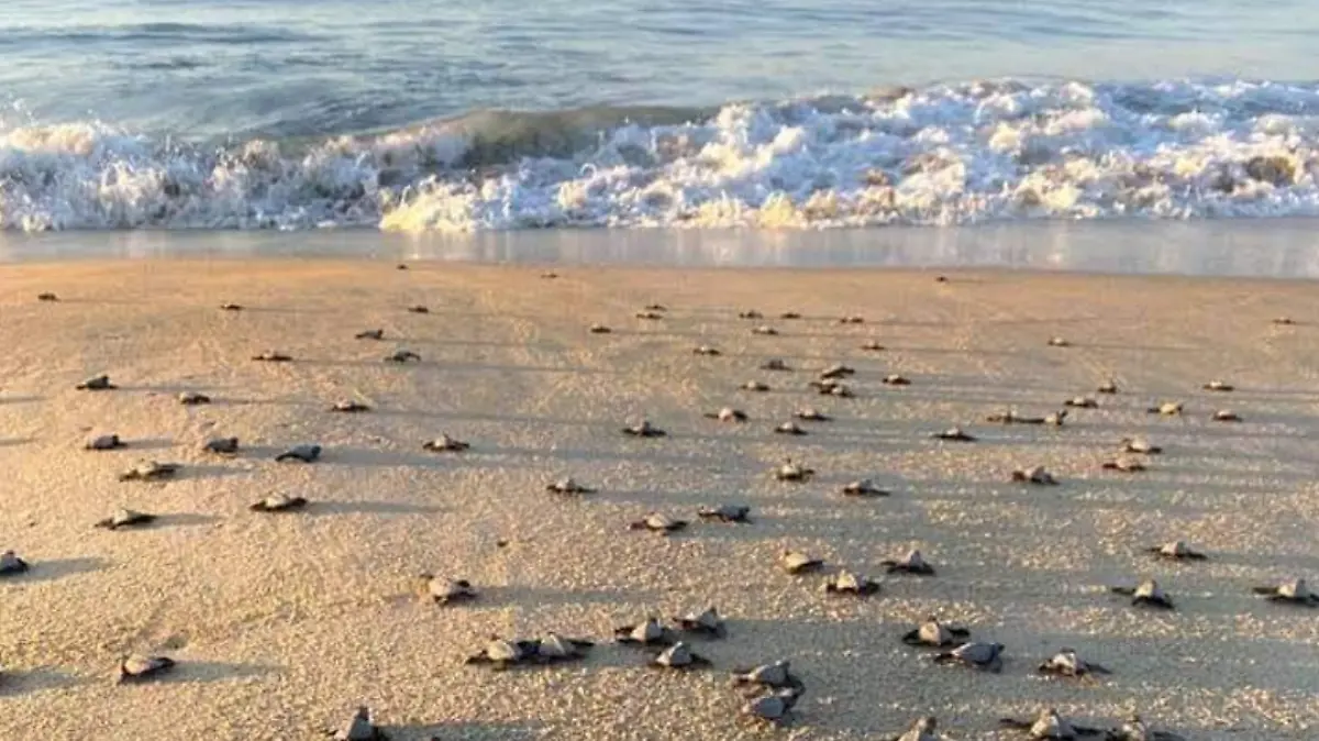 tortugas golfinas oaxaca