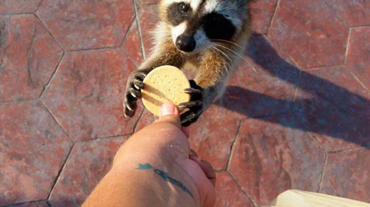 mapaches