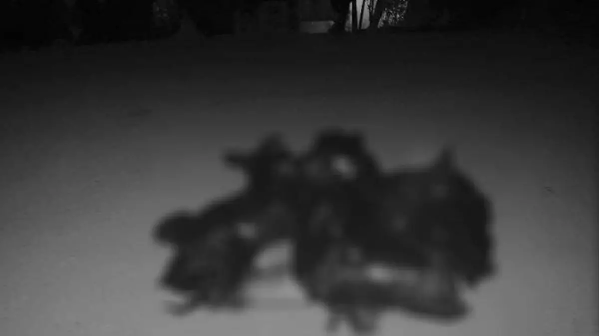 embolsados-restos-oaxaca