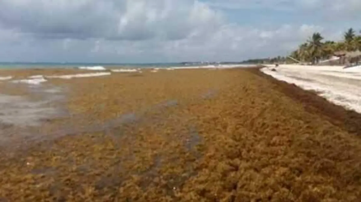 Tulum sargazo